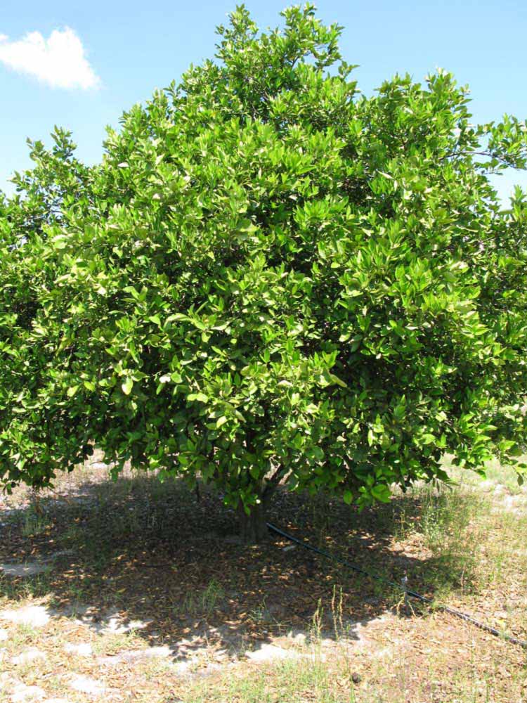            Habit (Winter Haven, FL)   